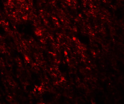 Staufen Antibody - BSA Free