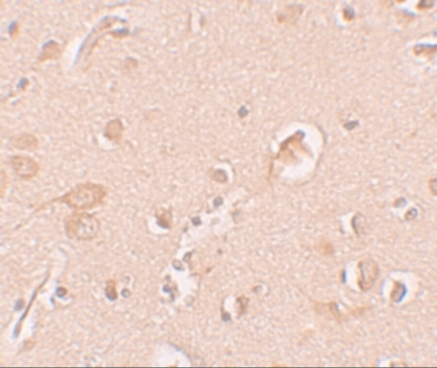 Staufen Antibody - BSA Free