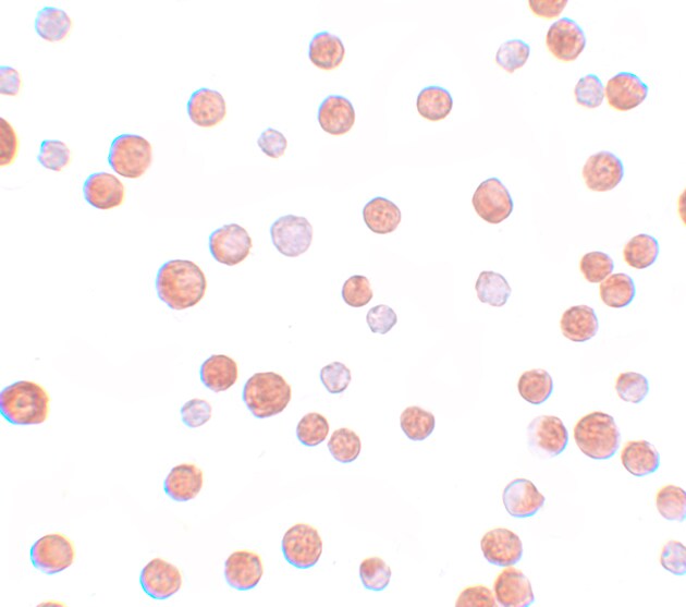 TCF-12/HTF4 Antibody - BSA Free