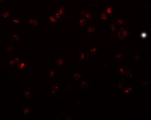 TRIP6 Antibody - BSA Free