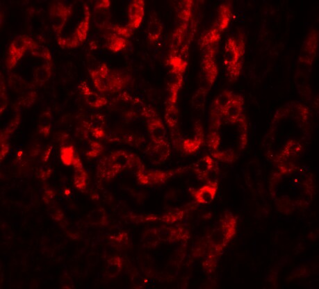 IL-17/IL-17A Antibody - BSA Free