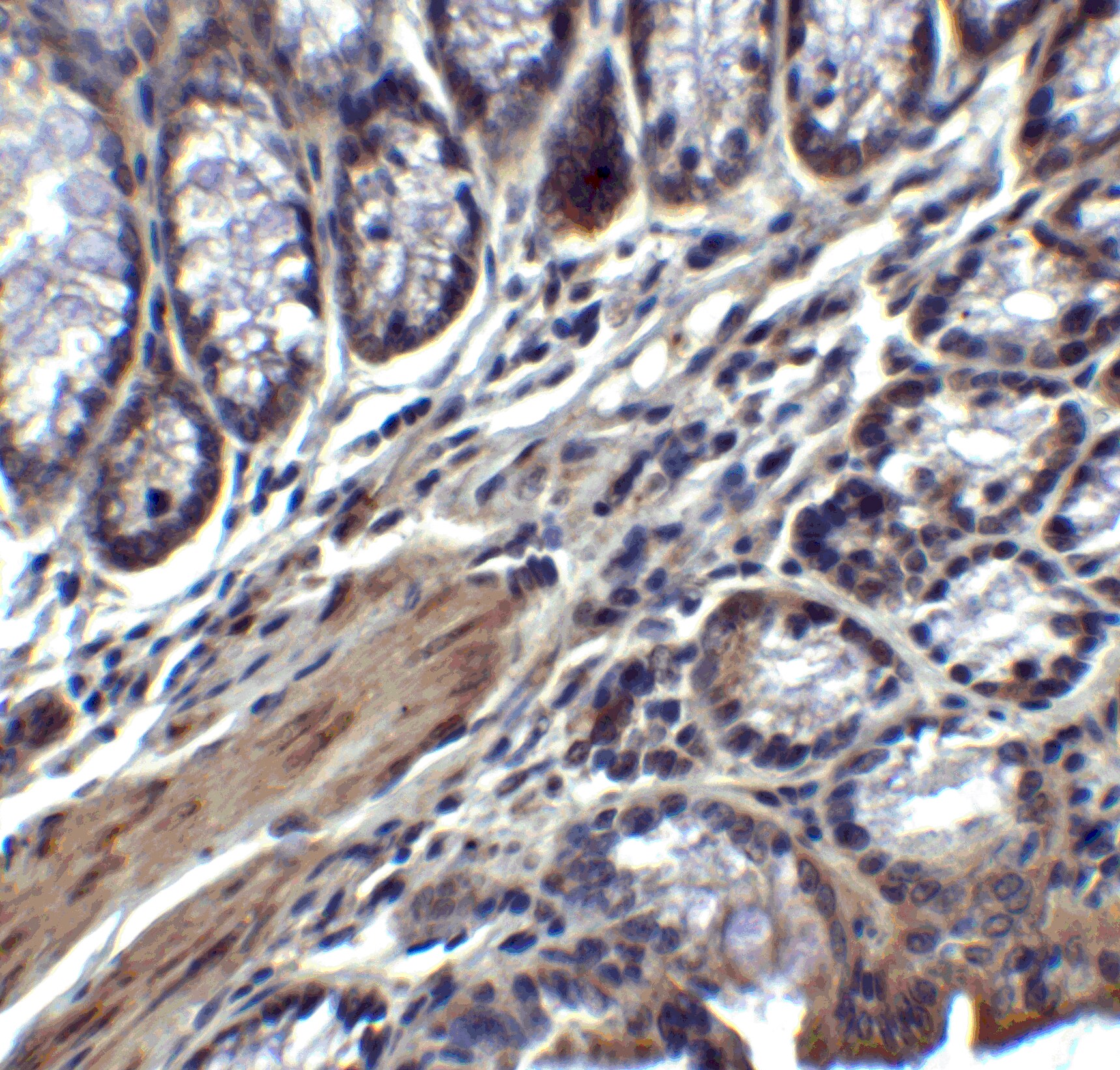 IL-17/IL-17A Antibody - BSA Free