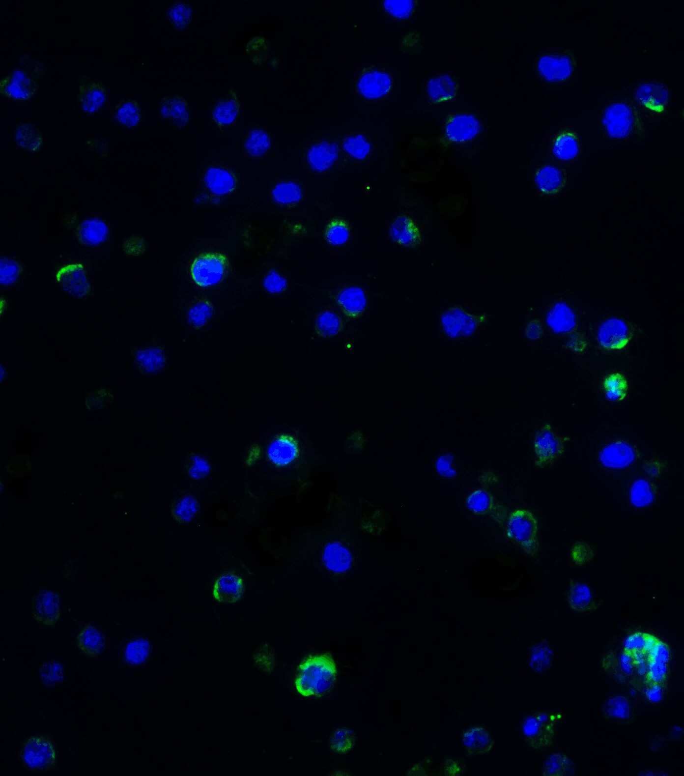 IL-17/IL-17A Antibody - BSA Free