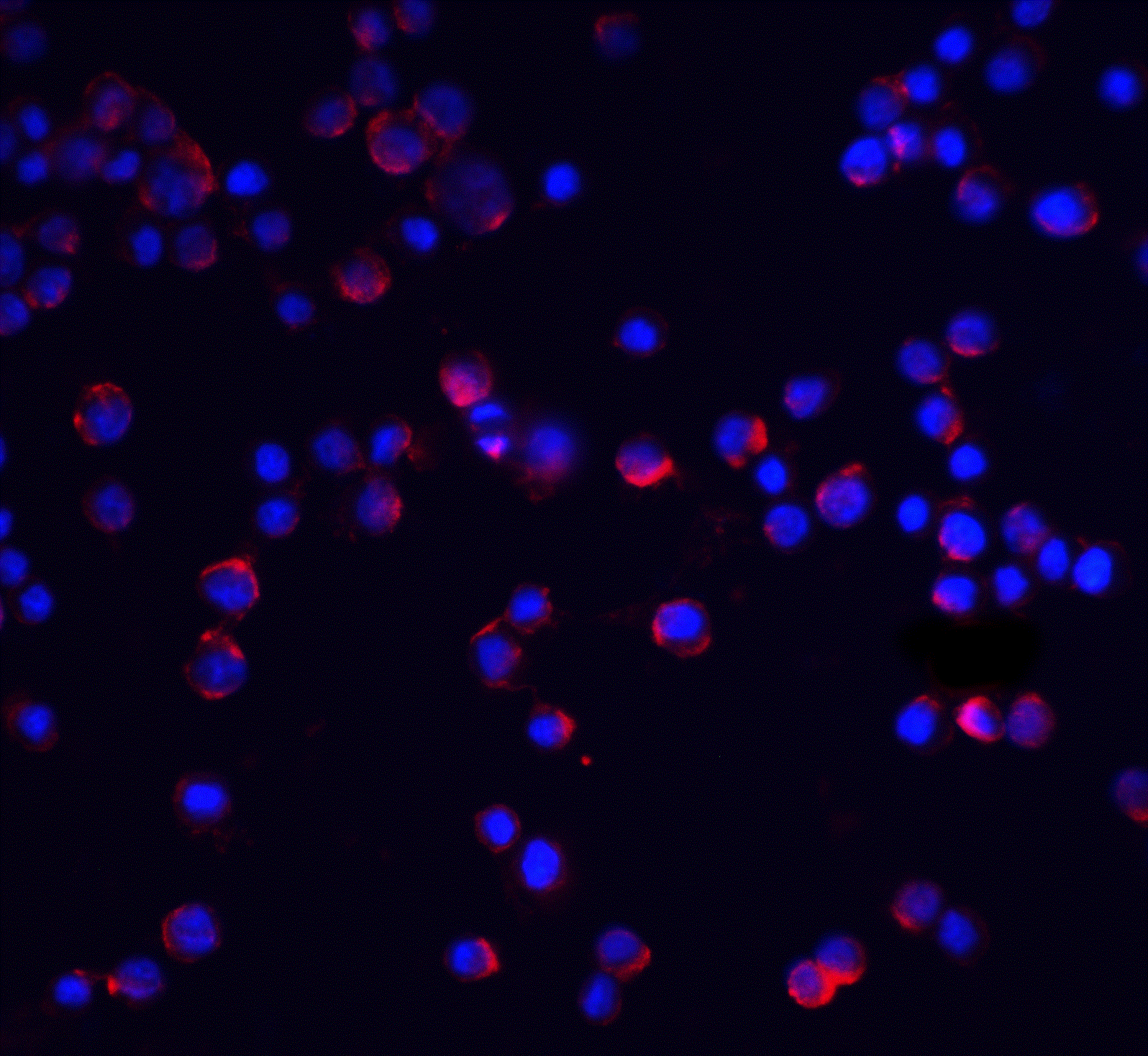 IL-1 RAcP/IL-1 R3 Antibody - BSA Free
