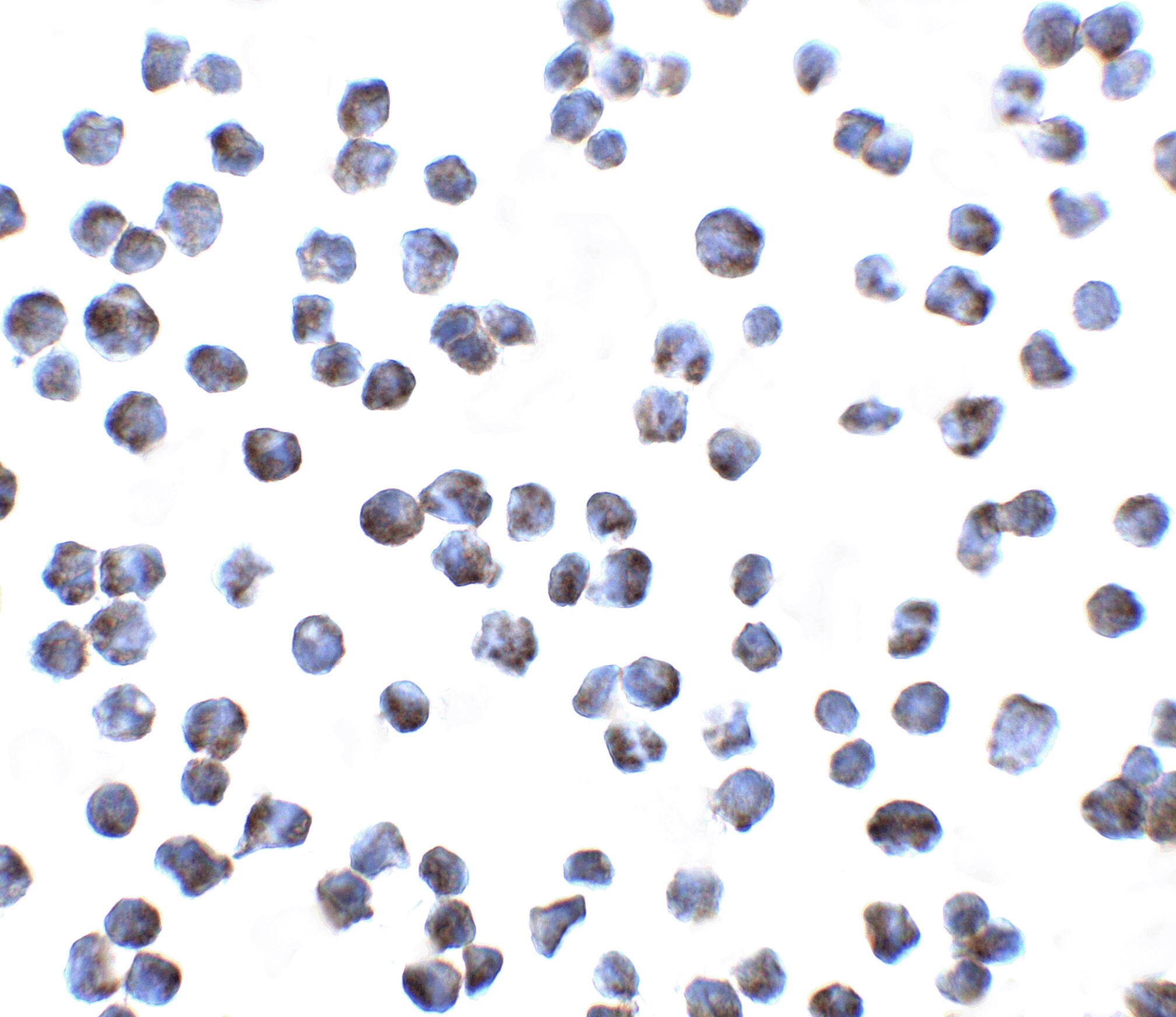 GPR15 Antibody - BSA Free