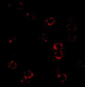 CXCR4 Antibody - BSA Free