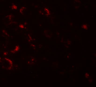 Axin-1 Antibody - BSA Free