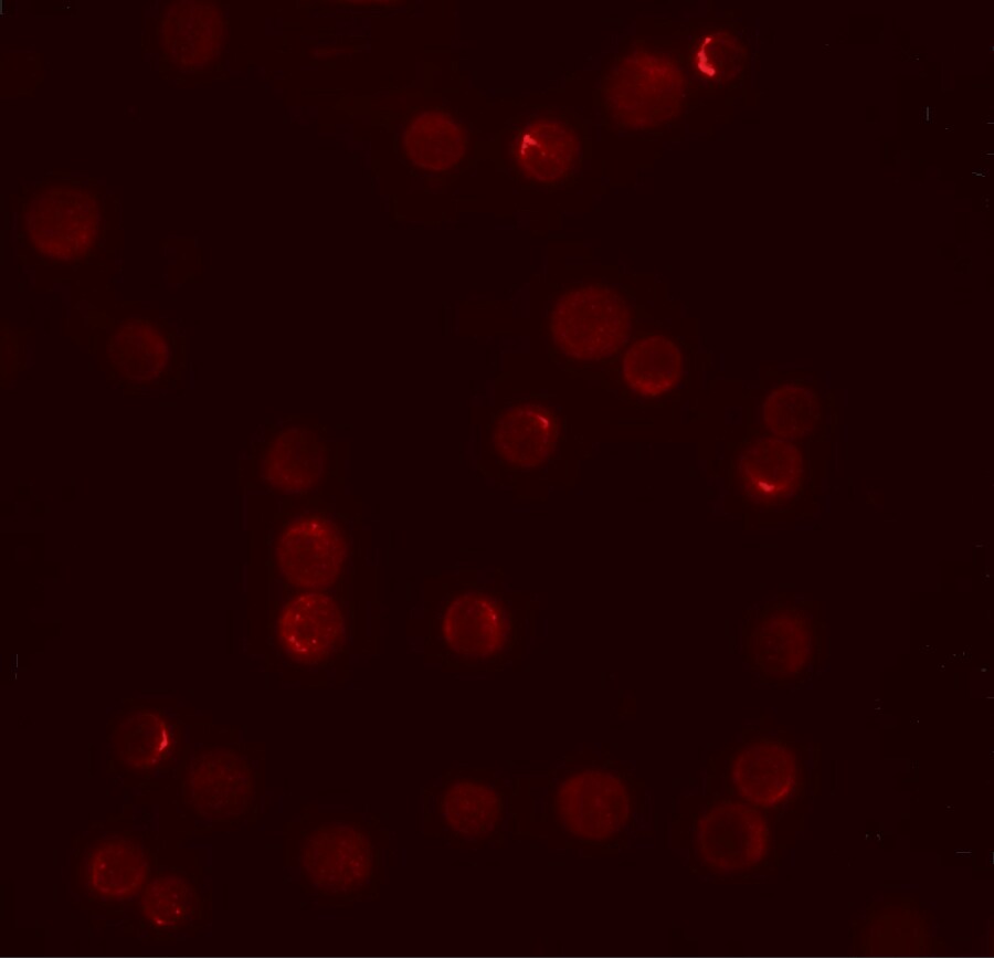 PLAC2 Antibody - BSA Free
