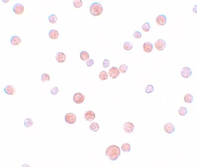 PLAC2 Antibody - BSA Free