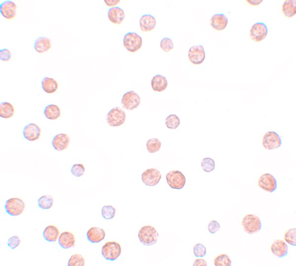 Pappalysin-2/PAPP-A2 Antibody - BSA Free