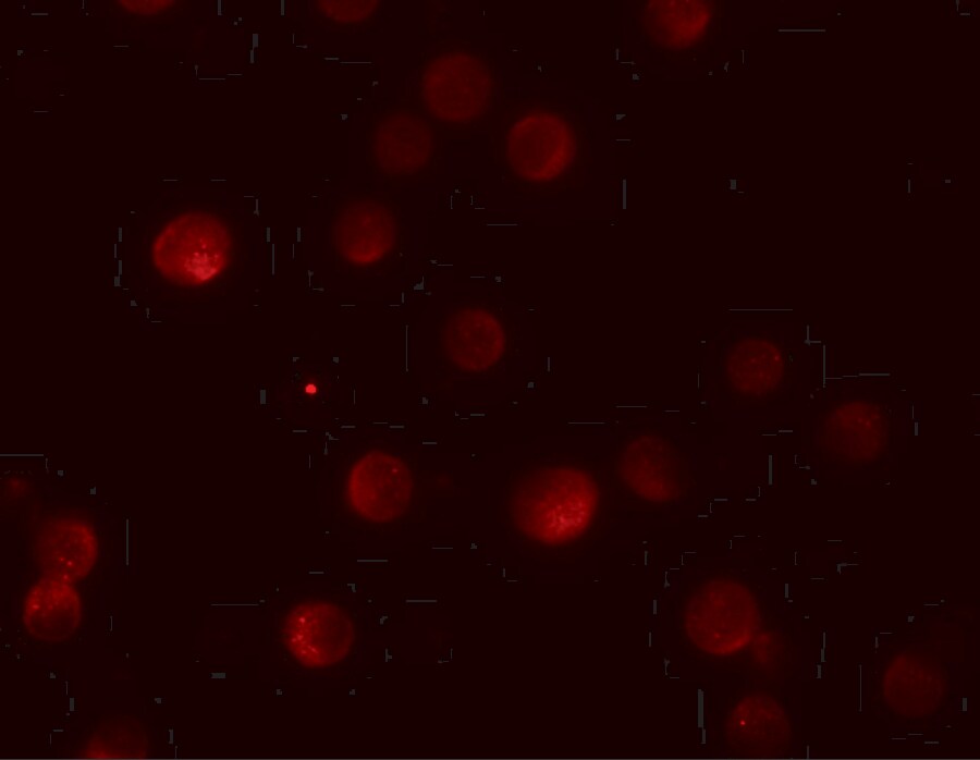 Pappalysin-2/PAPP-A2 Antibody - BSA Free
