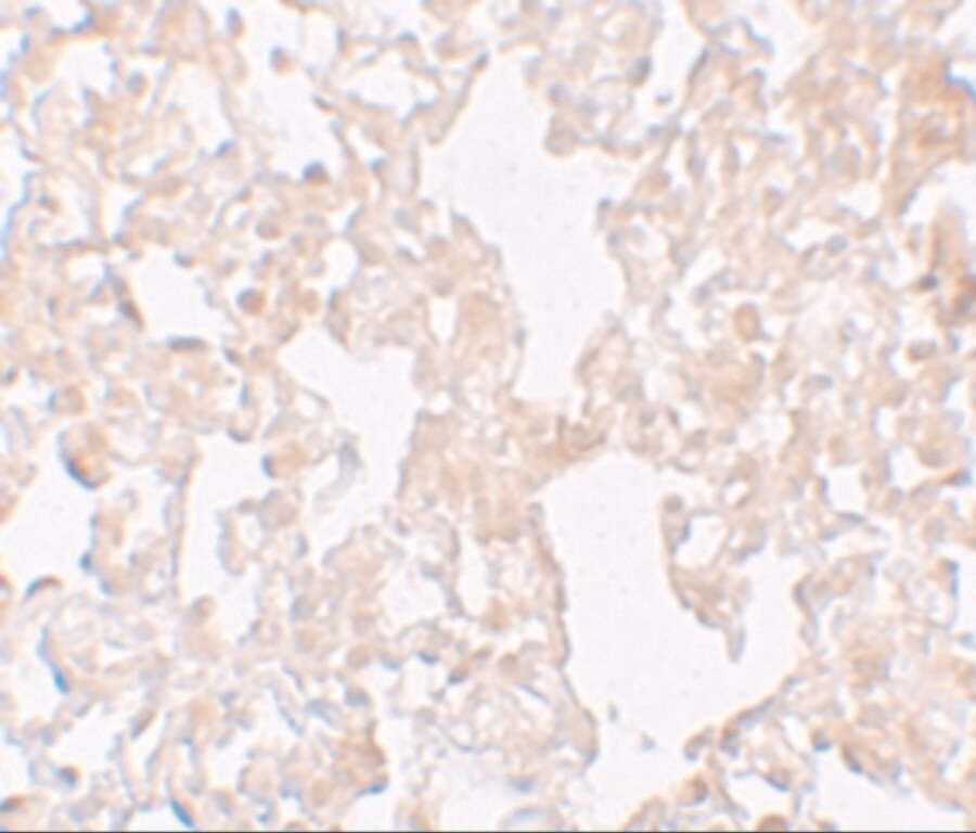 MFSD1 Antibody - BSA Free