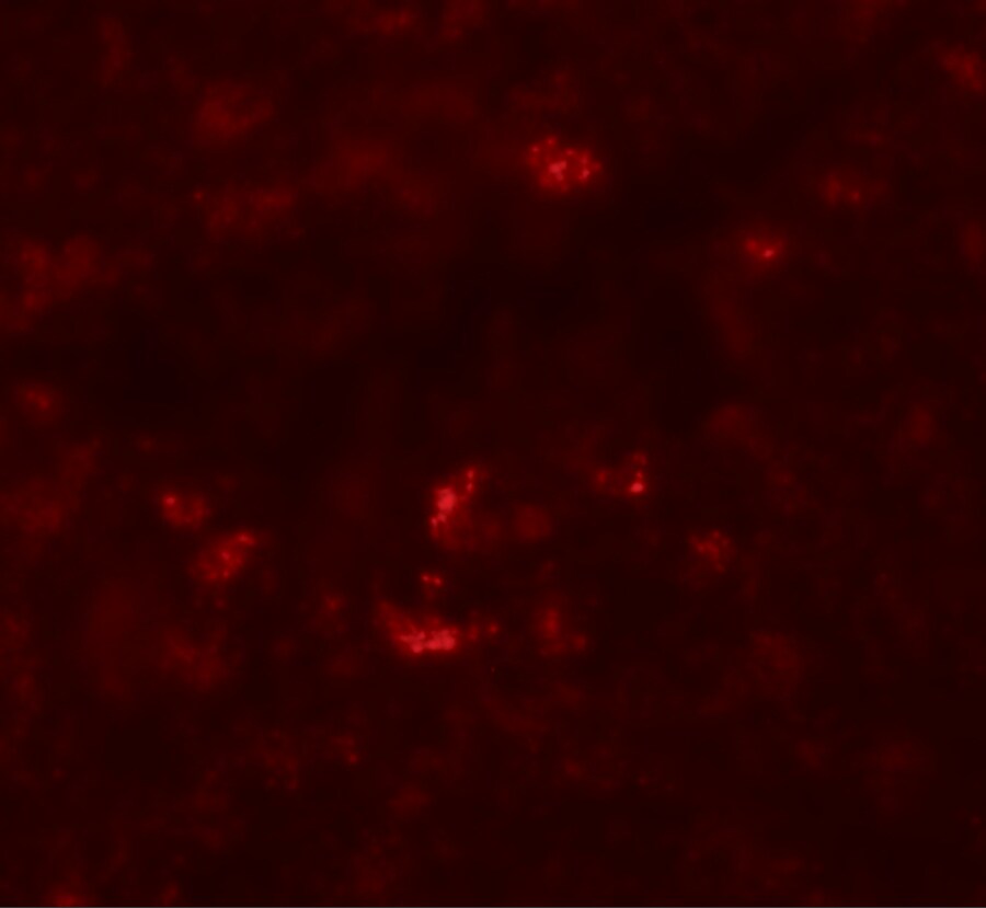 PIWIL1/HIWI Antibody - BSA Free