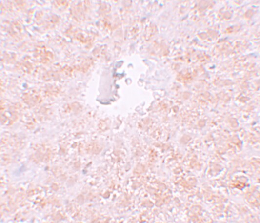 PIWIL1/HIWI Antibody - BSA Free