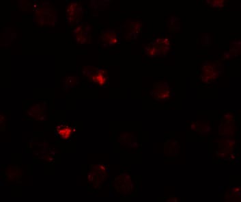 PIWIL3 Antibody - BSA Free