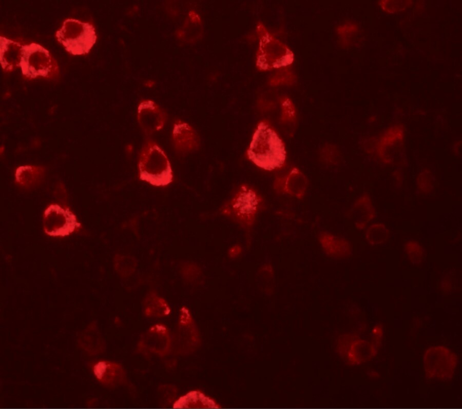 CXXC4 Antibody - BSA Free