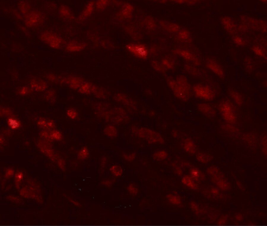 EFCAB4B Antibody - BSA Free