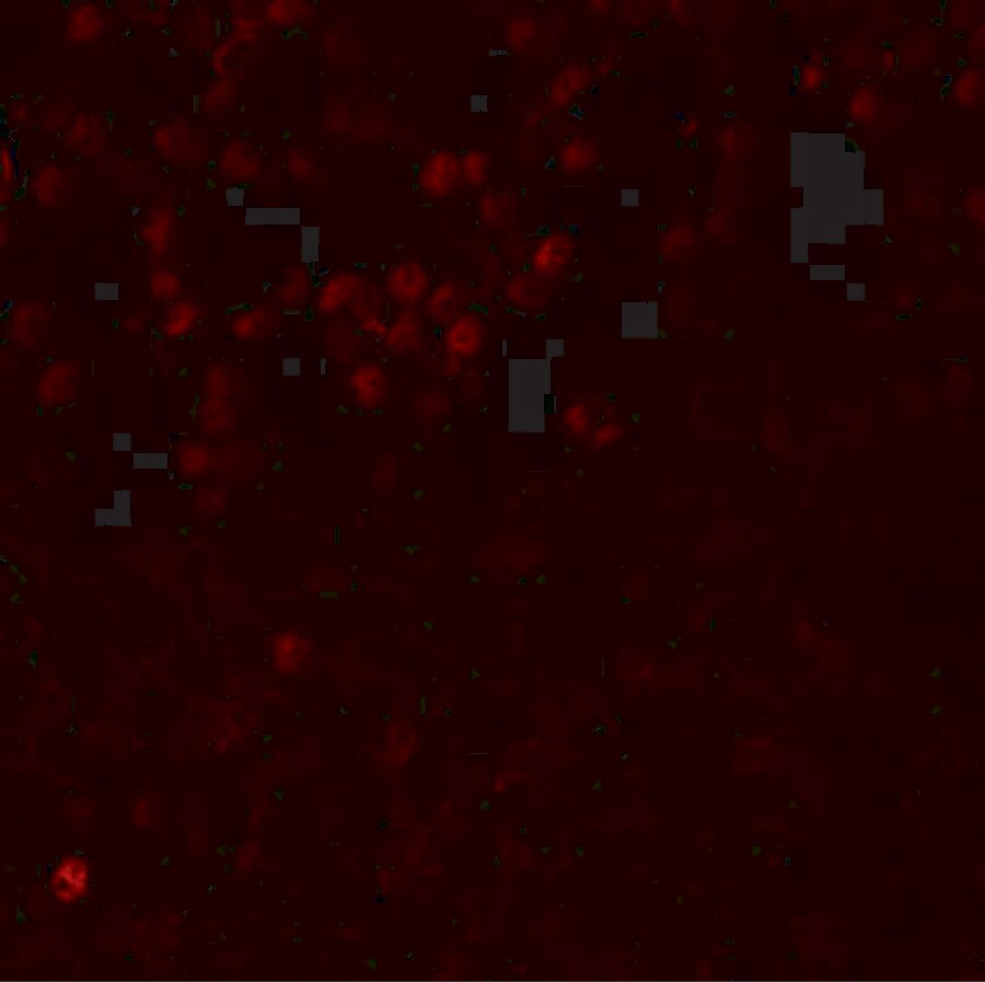 LMBRD1 Antibody - BSA Free