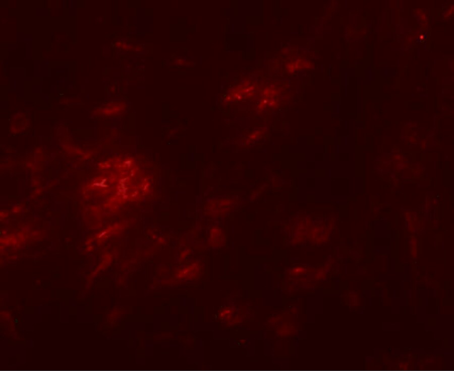 SHISA9 Antibody - BSA Free