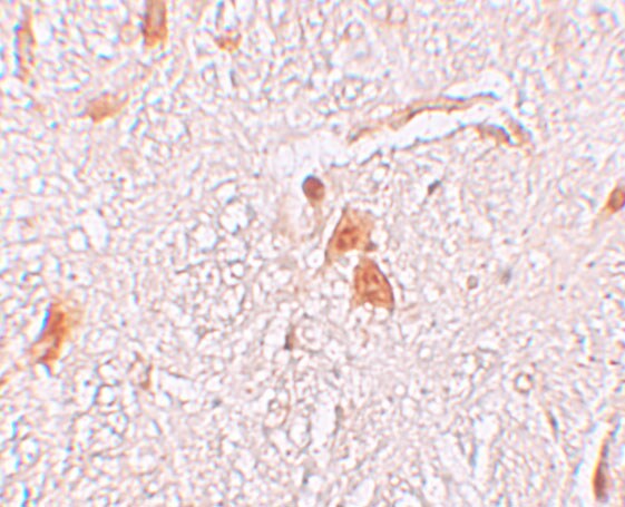 SHISA9 Antibody - BSA Free