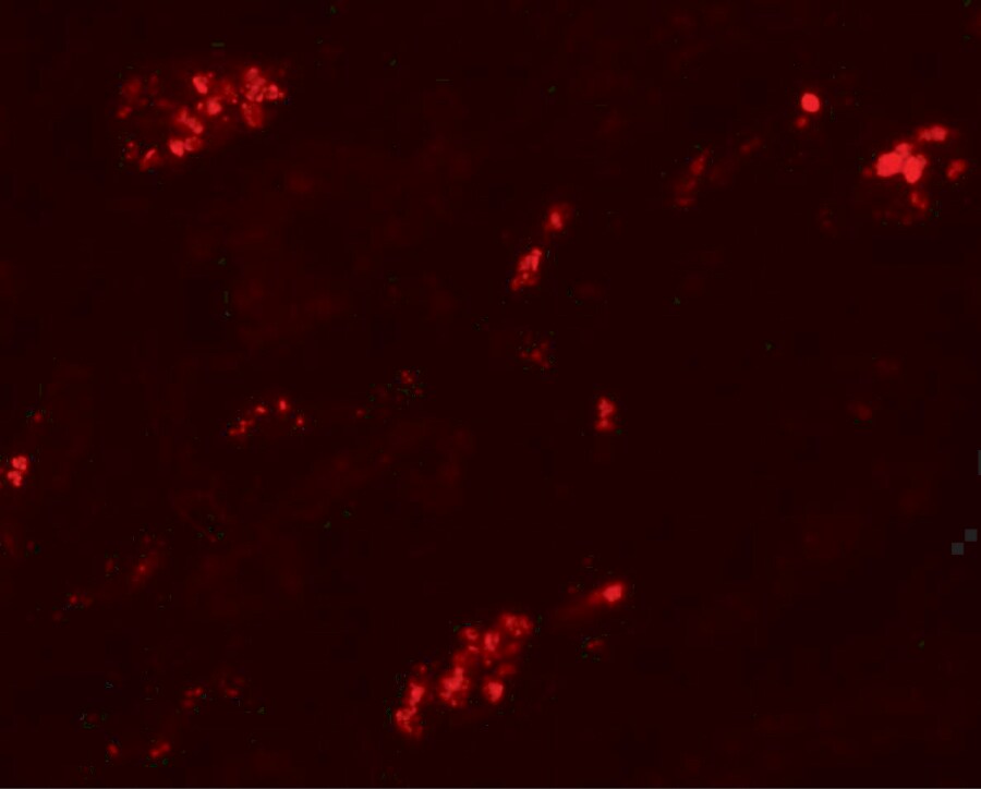 TMEM59 Antibody - BSA Free