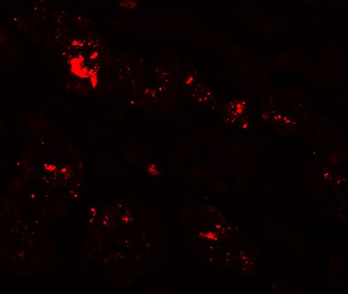 SLC39A1 Antibody - BSA Free
