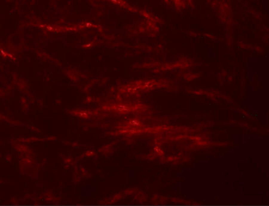 SLC39A2/ZIP2 Antibody - BSA Free