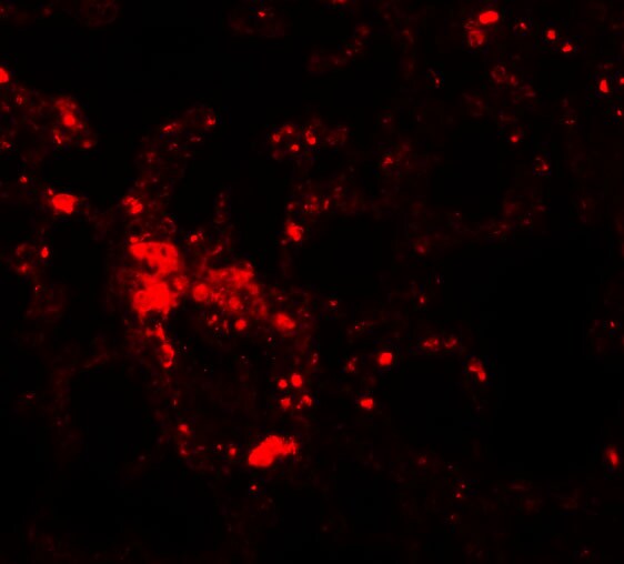 LIV-1/Zip6 Antibody - BSA Free