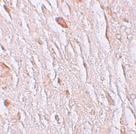 SLC39A7/ZIP7 Antibody - BSA Free