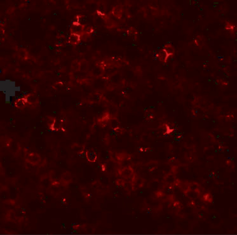 SLC39A10 Antibody - BSA Free