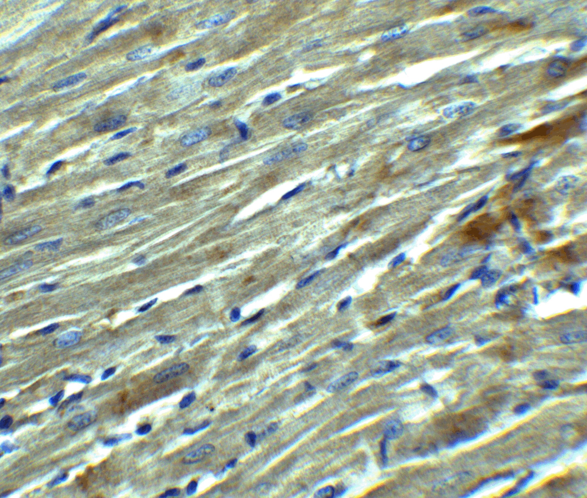 Klotho Antibody - BSA Free