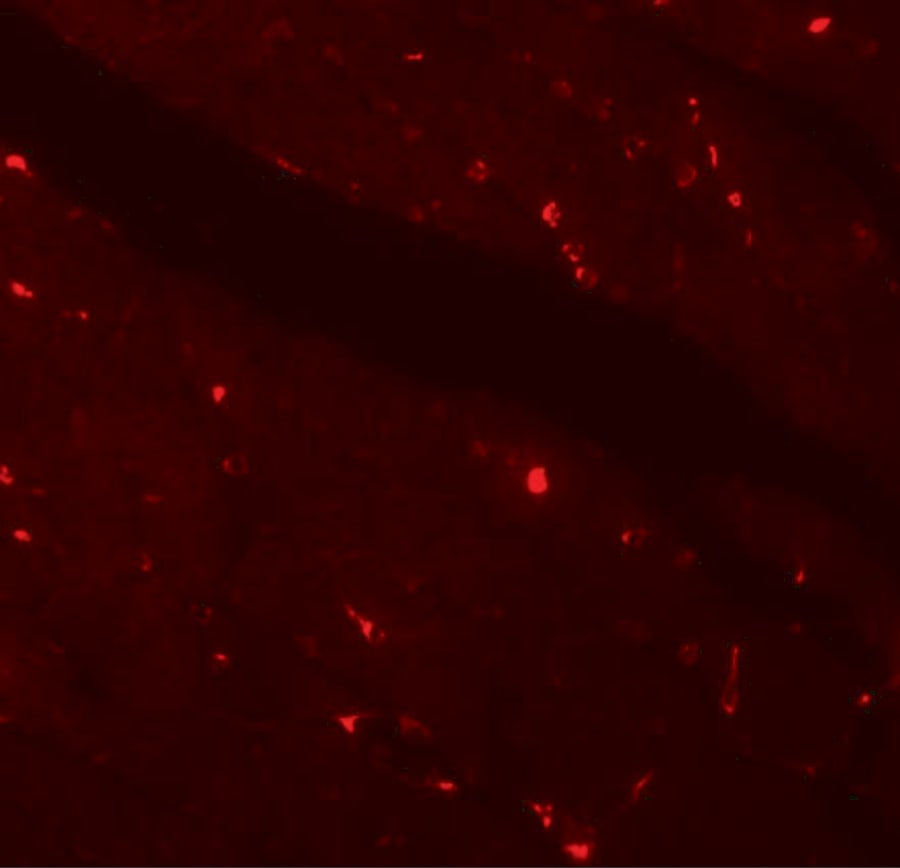 Klotho Antibody - BSA Free