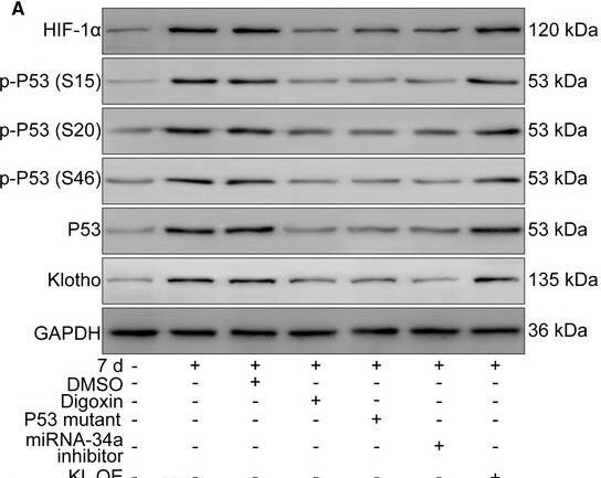 Klotho Antibody - BSA Free