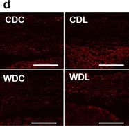 Klotho Antibody - BSA Free