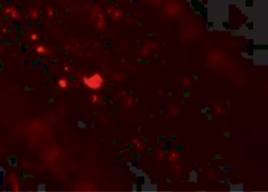 TFF3 Antibody - BSA Free