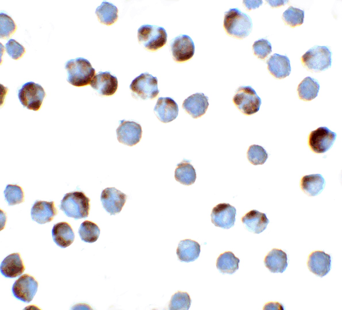 TFF3 Antibody - BSA Free