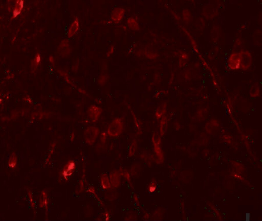 WIZ Antibody - BSA Free