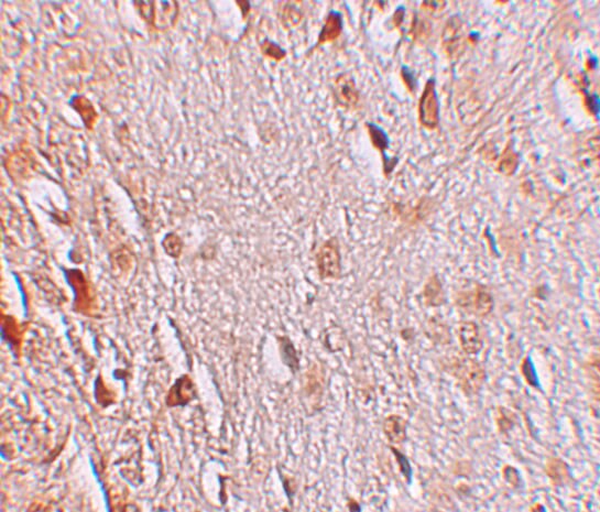 WIZ Antibody - BSA Free