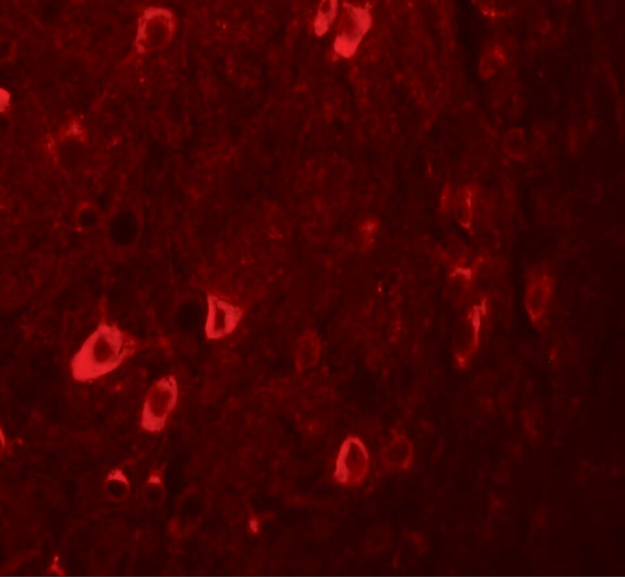 ZBTB3 Antibody - BSA Free