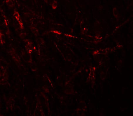 ZBTB4 Antibody - BSA Free