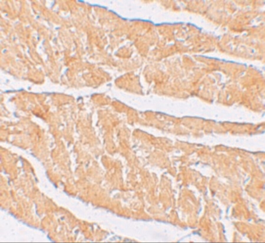 Zinc finger and BTB domain-containing protein 9 Antibody - BSA Free