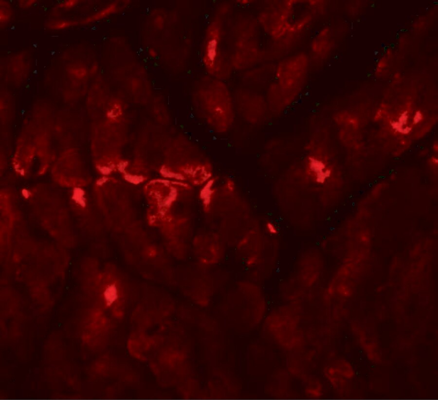 Zinc finger and BTB domain-containing protein 9 Antibody - BSA Free