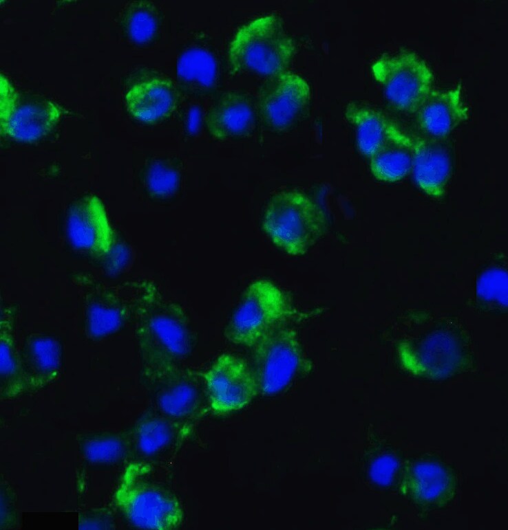 Axin-2 Antibody - BSA Free
