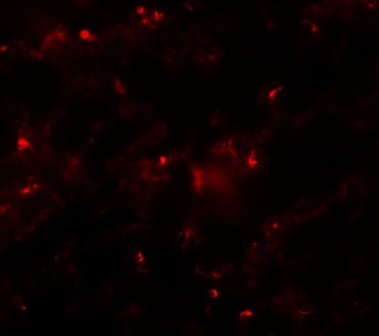 Axin-2 Antibody - BSA Free