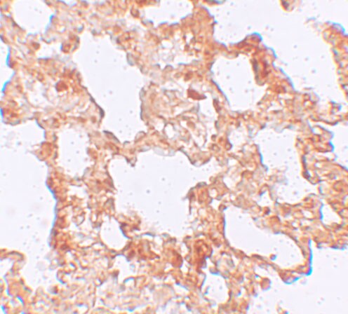 Axin-2 Antibody - BSA Free