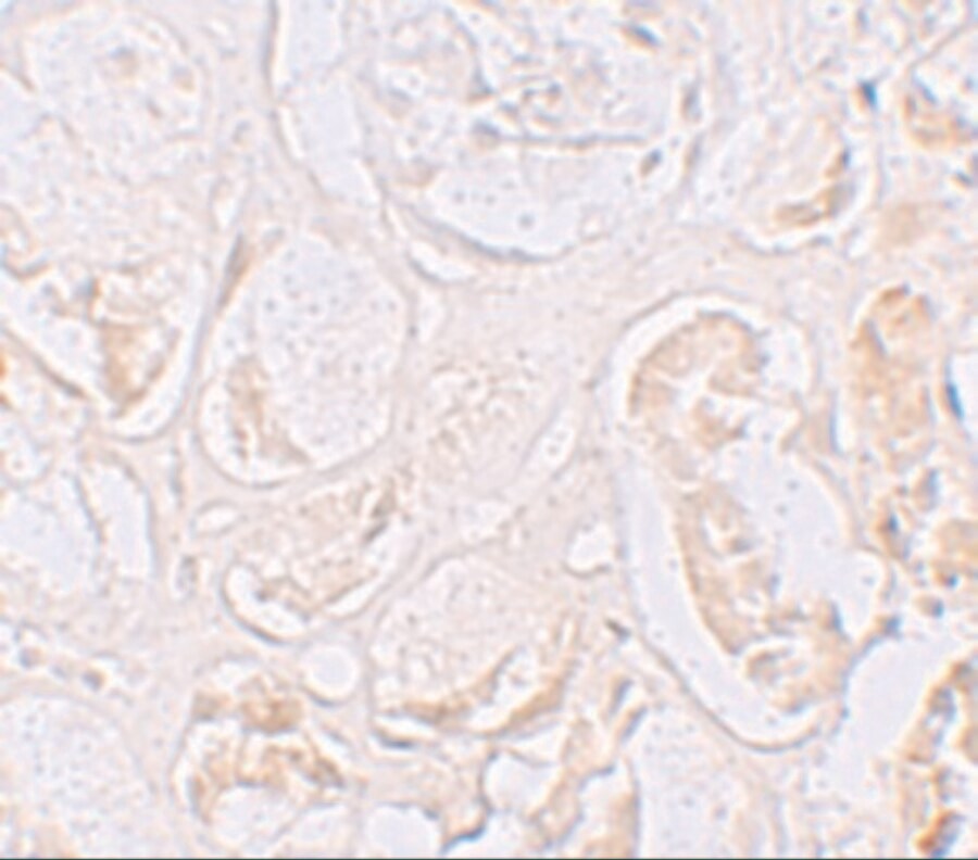 CD2F-10/SLAMF9 Antibody - BSA Free