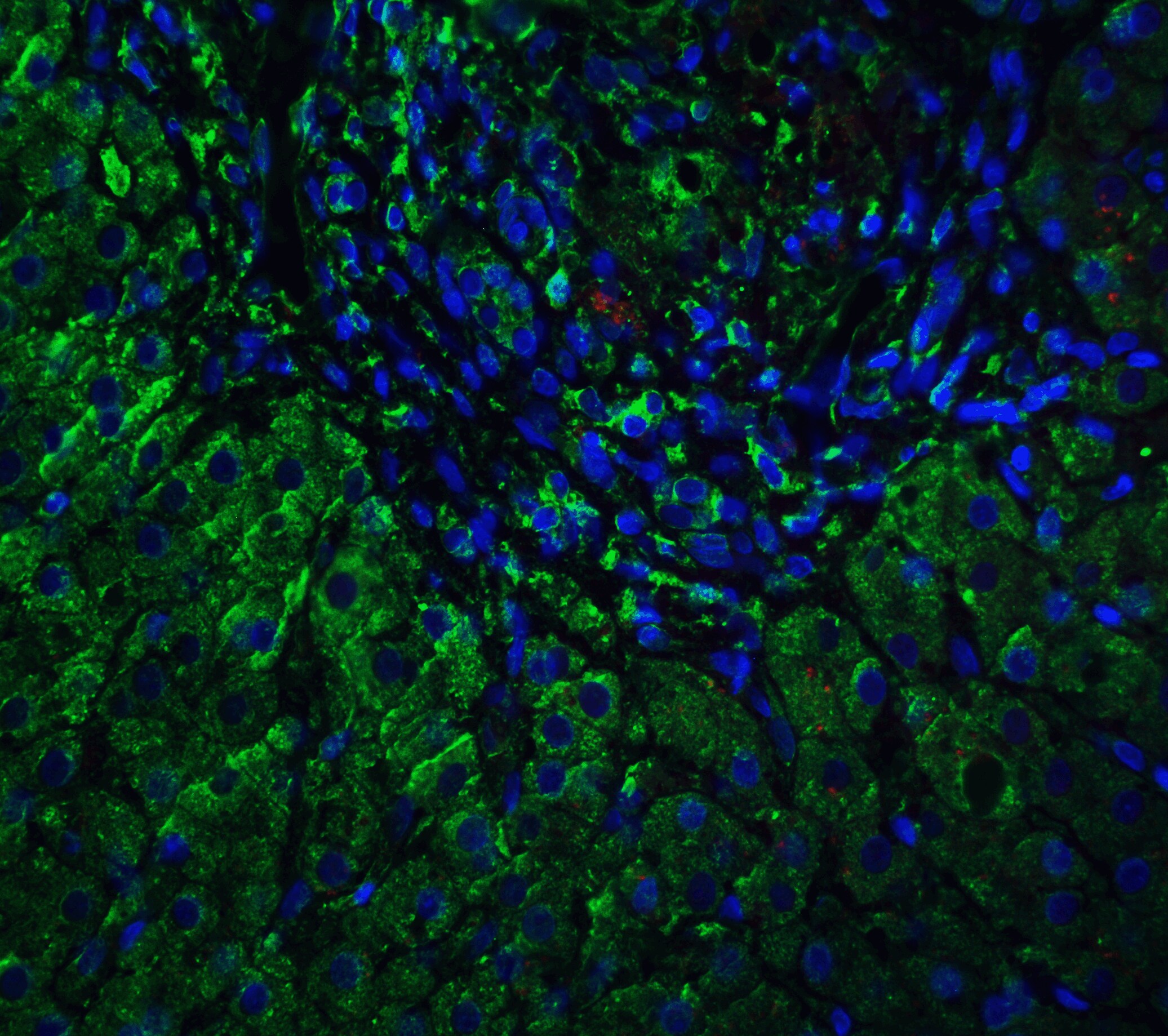 VPS39 Antibody - BSA Free