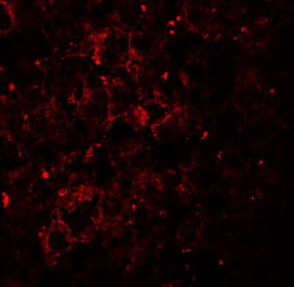 VPS39 Antibody - BSA Free