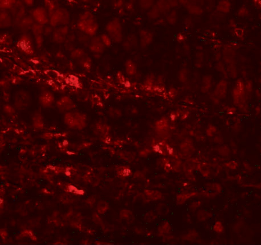 ESRP1 Antibody - BSA Free