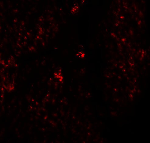 RHAMM/CD168 Antibody - BSA Free